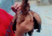 High quality Aseel chicks pair