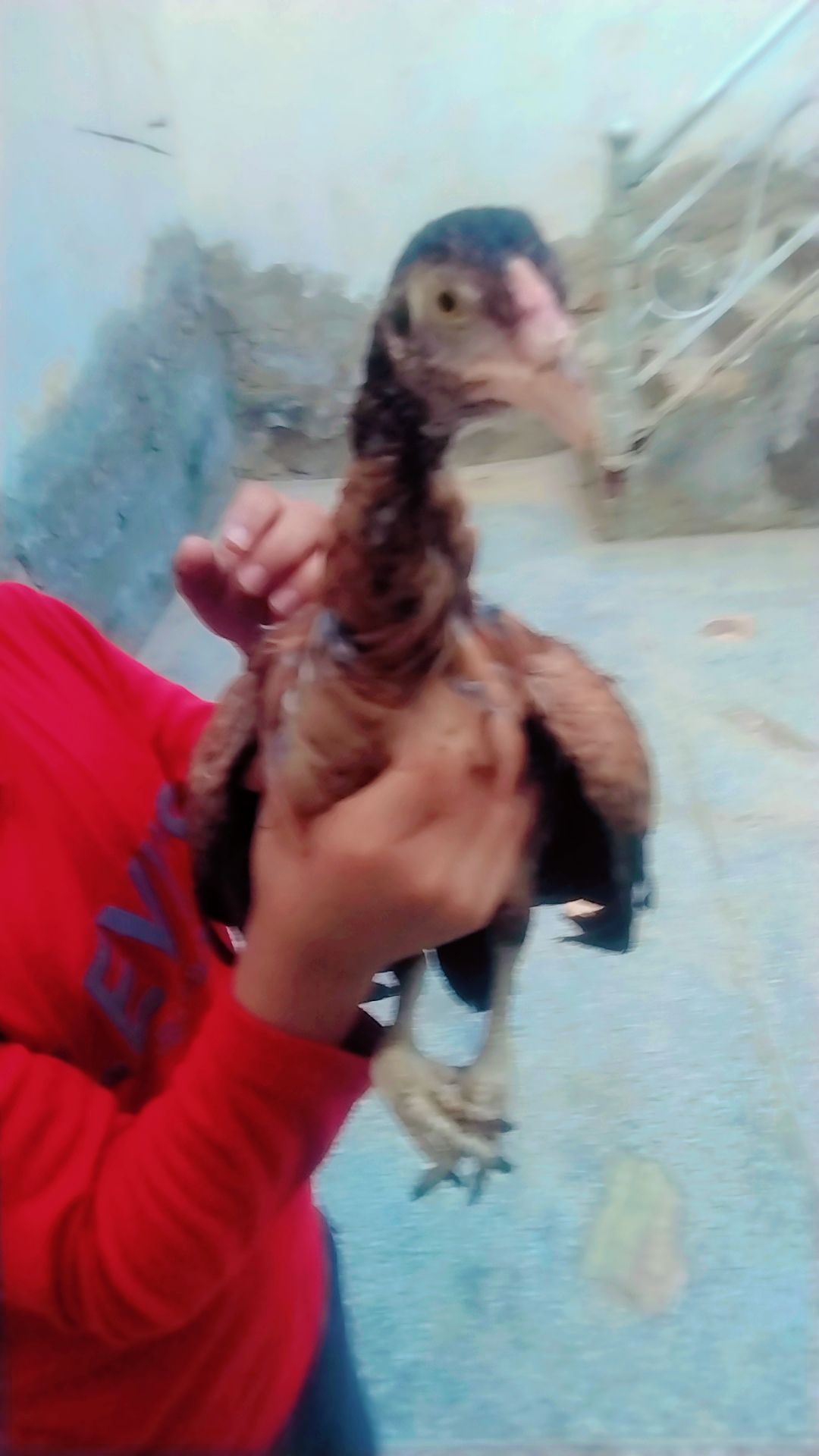 High quality Aseel chicks pair