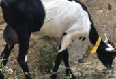 Burbari bakri 2 months gabban hen vip print ma hen