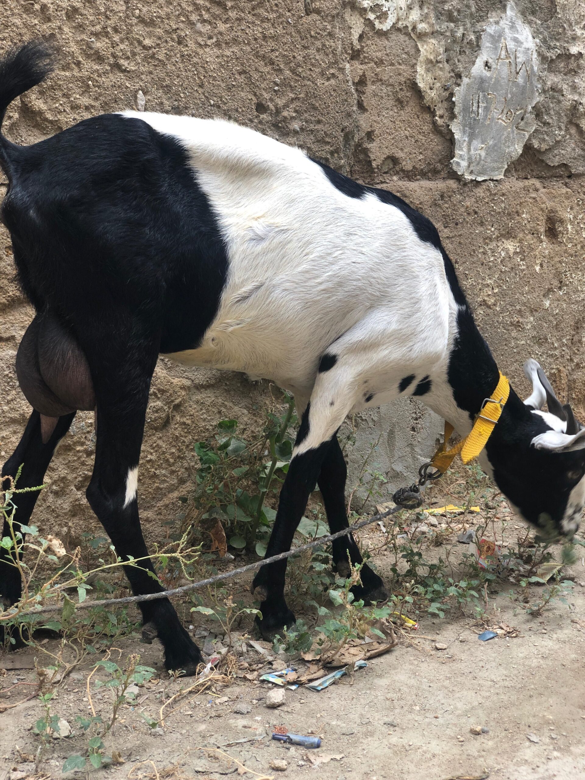 Burbari bakri 2 months gabban hen vip print ma hen