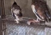 Peacock chicks For sale