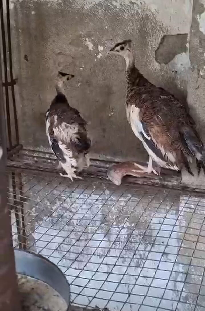 Peacock chicks For sale