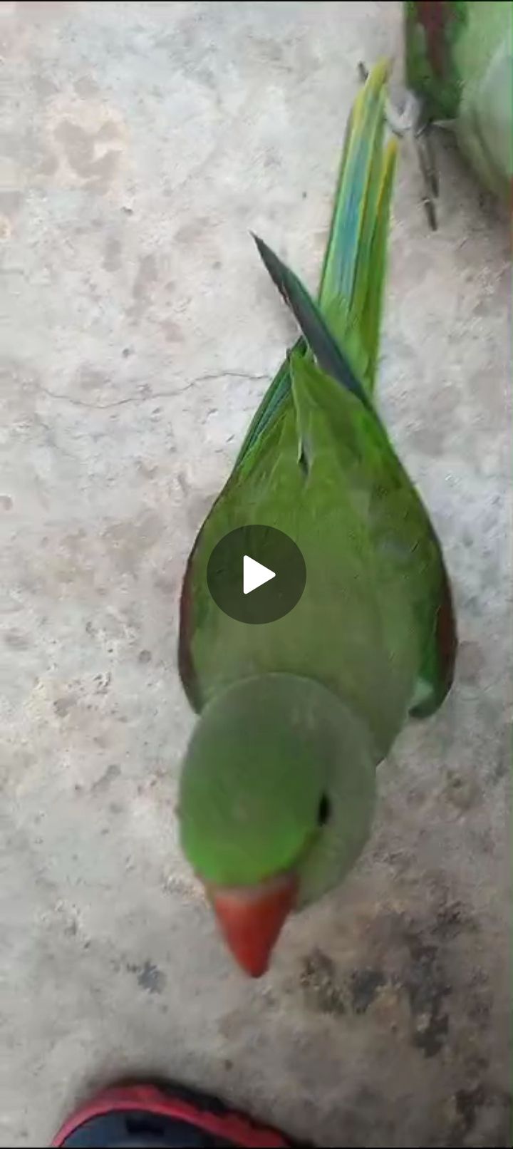 Ringneck parrot