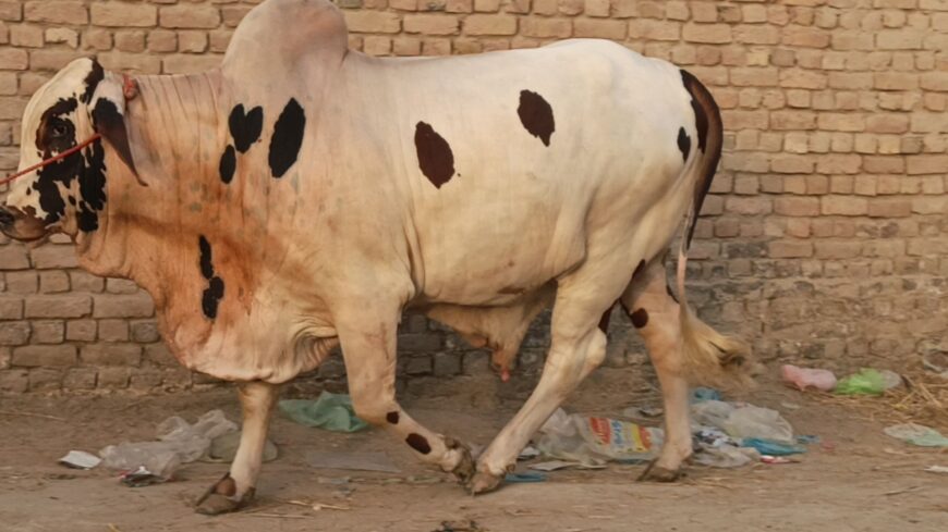 Khera Cholistani