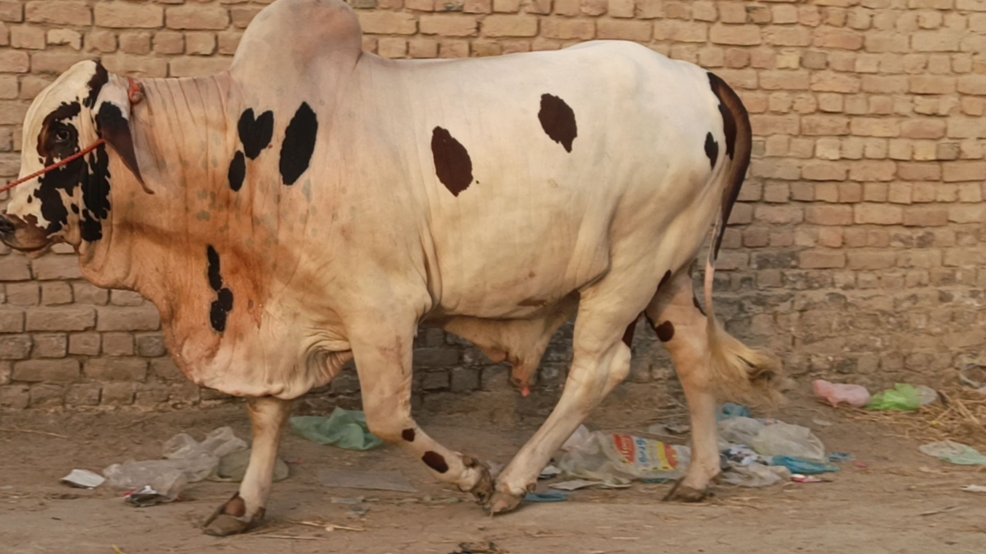 Khera Cholistani