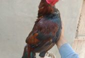 Mashallah high quality pour mianwali fighter murgha moti or white nok nali white eyes mein for sale price 18000 location khushab tapni available cargo all over pakistan available ha jis bhai ki samjh mein ata ha wohi inbox mein rabta kry jazaqallah