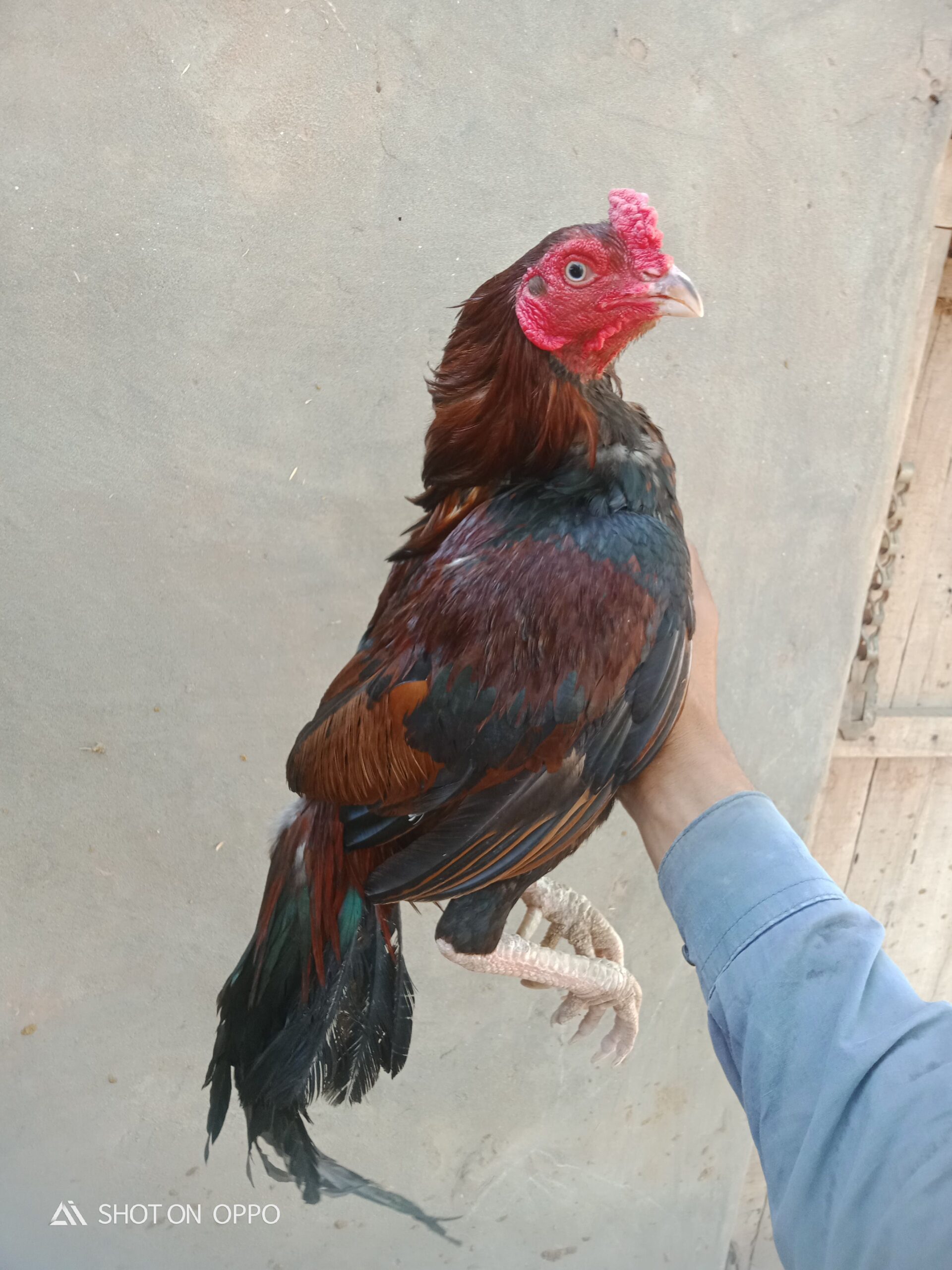 Mashallah high quality pour mianwali fighter murgha moti or white nok nali white eyes mein for sale price 18000 location khushab tapni available cargo all over pakistan available ha jis bhai ki samjh mein ata ha wohi inbox mein rabta kry jazaqallah