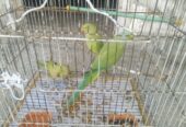 All 3 parrot 🦜 for sale
