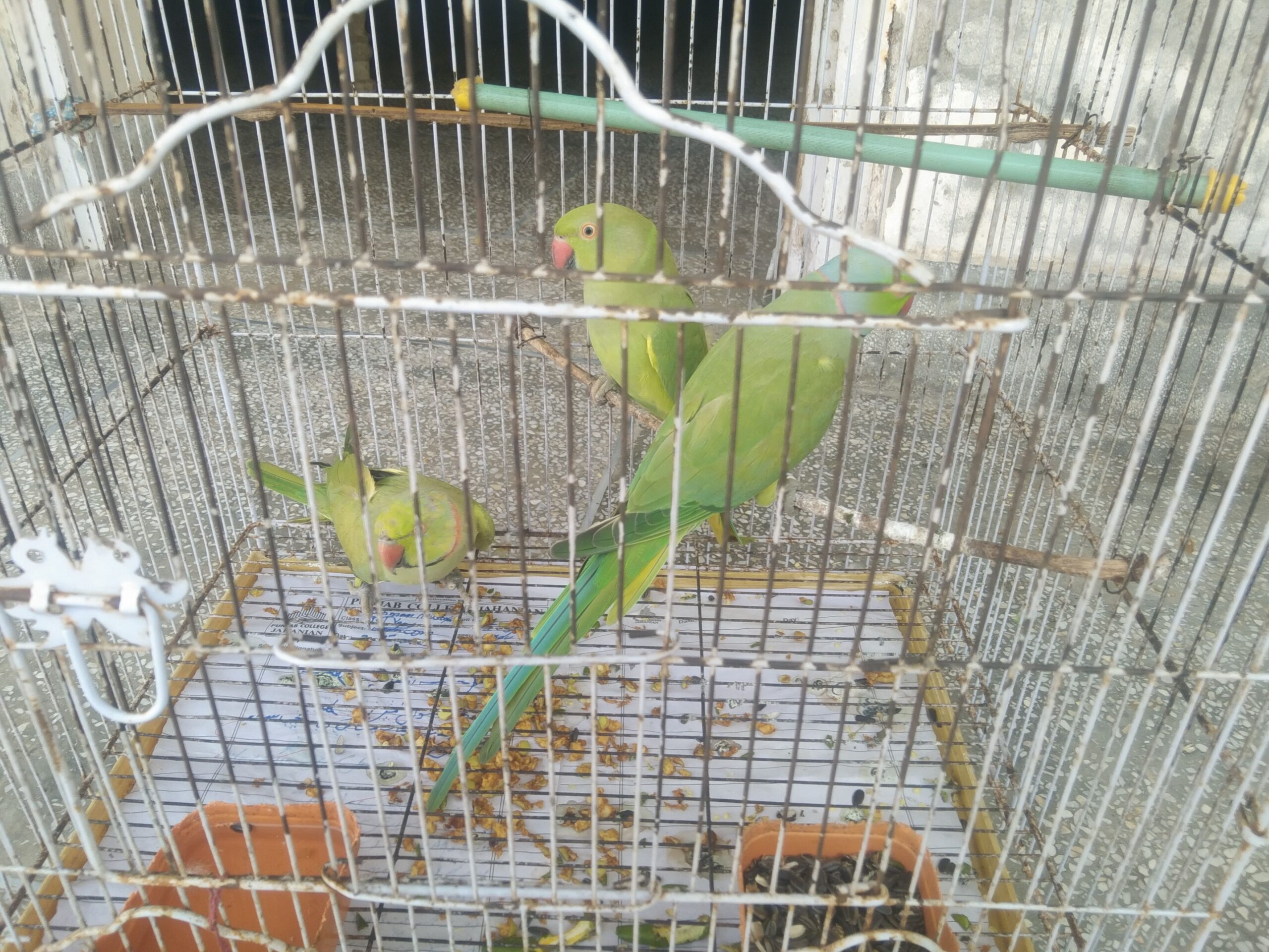 All 3 parrot 🦜 for sale