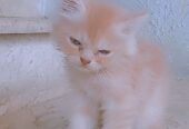 Cookie (pure Persian)