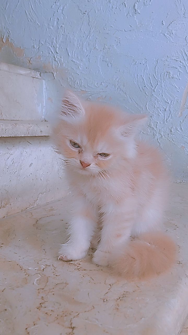 Cookie (pure Persian)