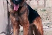 German Shepherd female