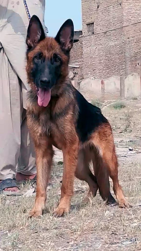 German Shepherd female