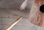 Albino red eyes Adult three piece