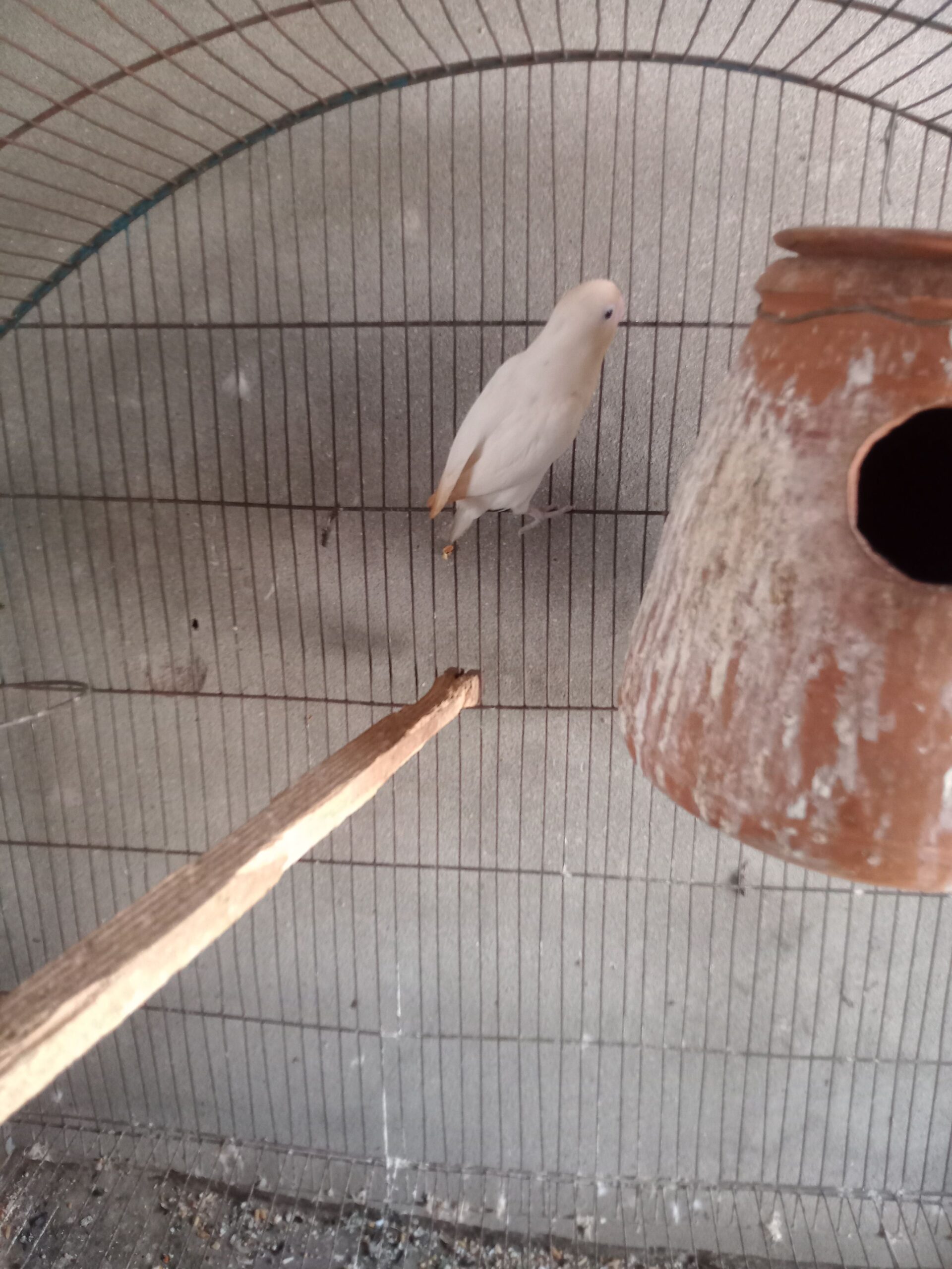 Albino red eyes Adult three piece