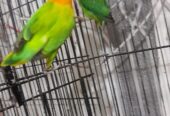 Green opaline breeder pair for sale High Quality