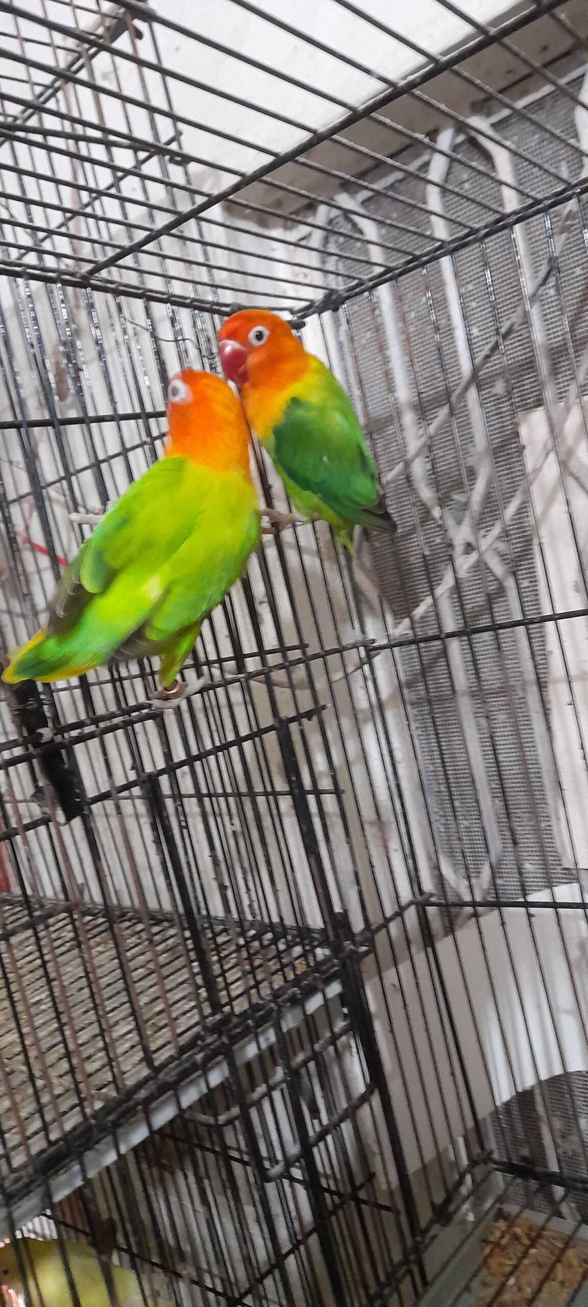 Green opaline breeder pair for sale High Quality