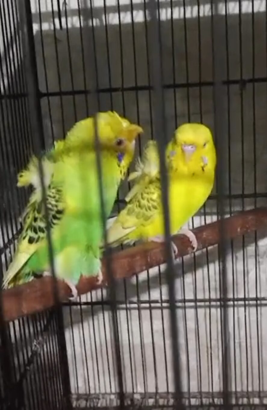 Budgie hogoromo