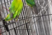 Green opaline breeder pair for sale High Quality