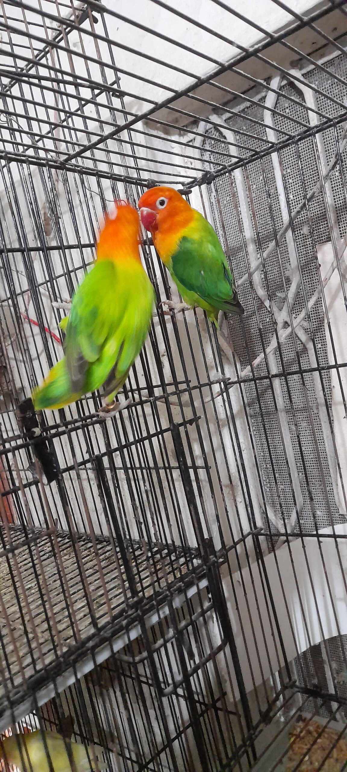 Green opaline breeder pair for sale High Quality