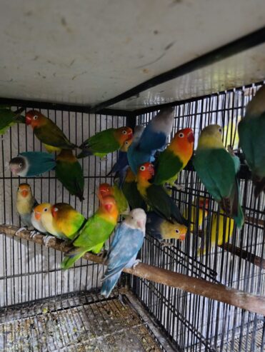 Mix love birds breeder