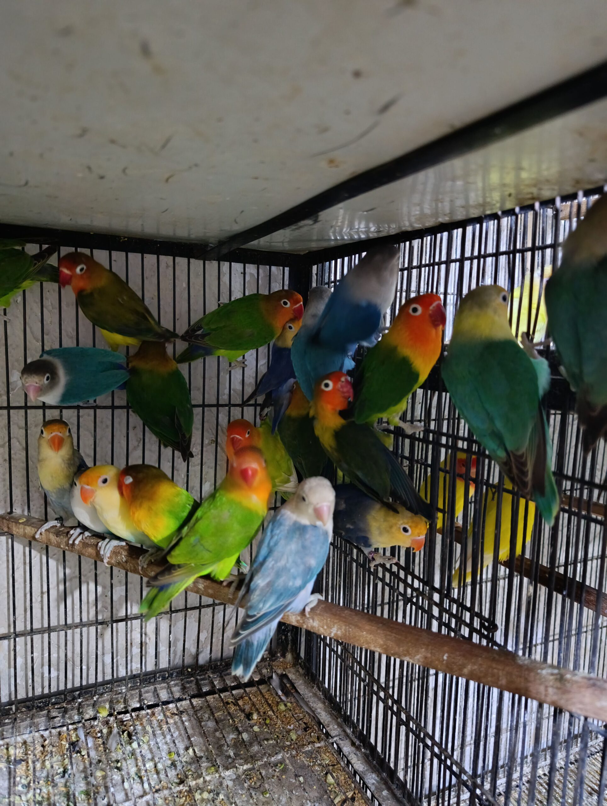 Mix love birds breeder