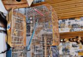 Fancy Parrots Cage