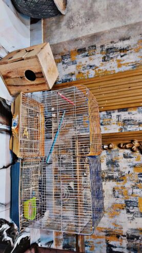 Fancy Parrots Cage