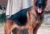 German Shepherd female