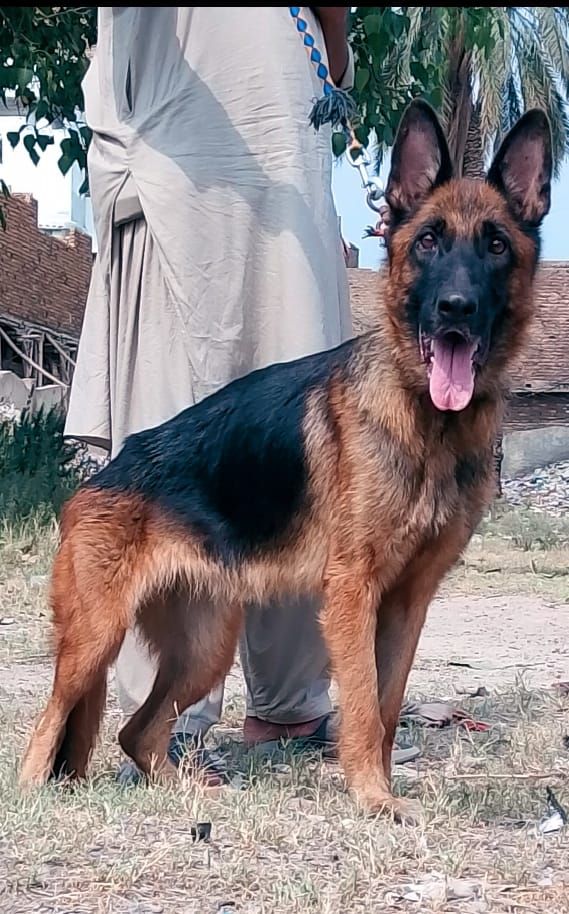German Shepherd female