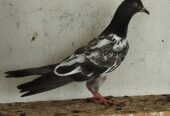 High Flayer Baby Pigeon