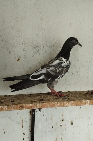 High Flayer Baby Pigeon