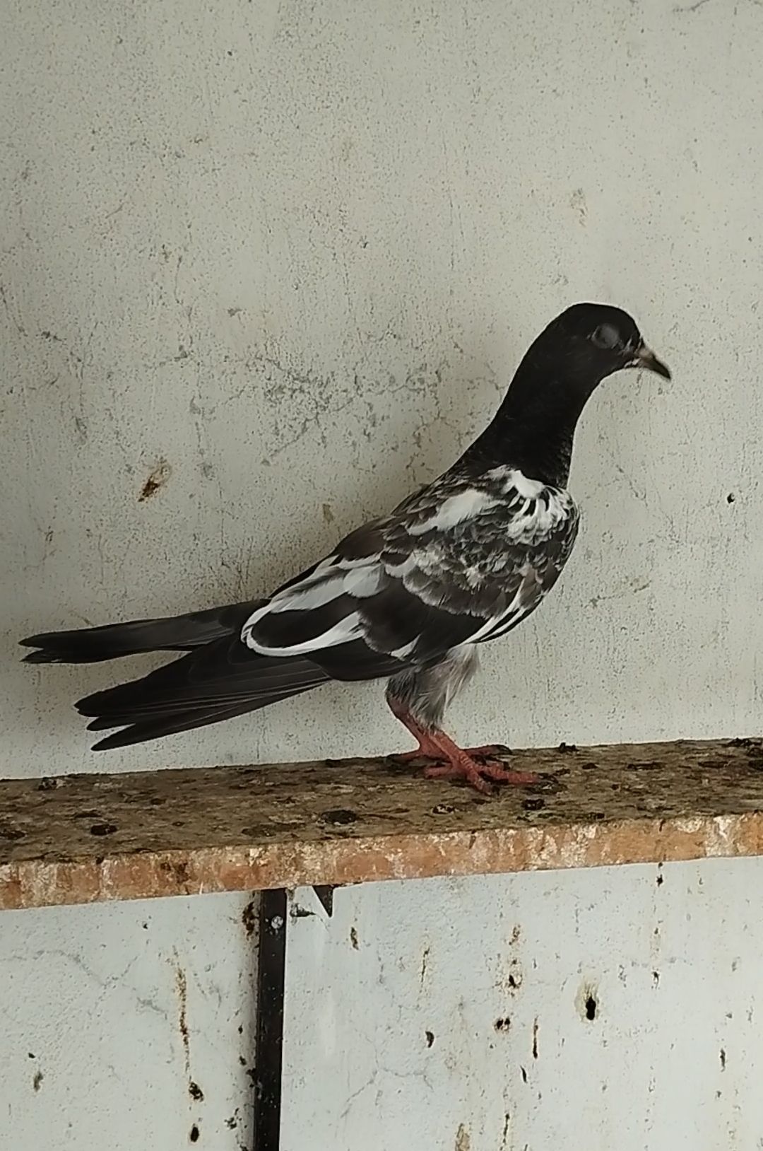 High Flayer Baby Pigeon