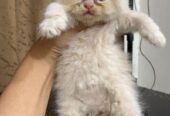 Pure Persian Punch Face Peki Bloodline Short Breed Kitten/Cat