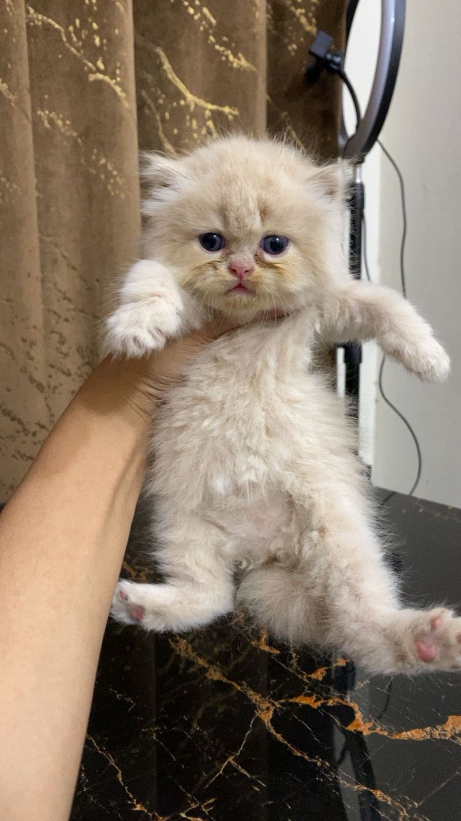 Pure Persian Punch Face Peki Bloodline Short Breed Kitten/Cat