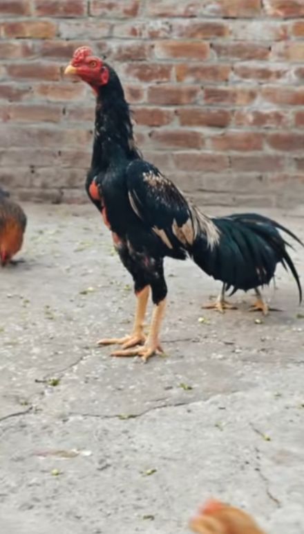 Miyawali aseel murga available for sale