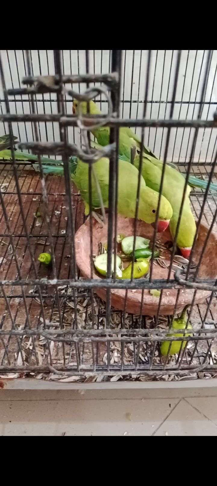 Tame Ring neck