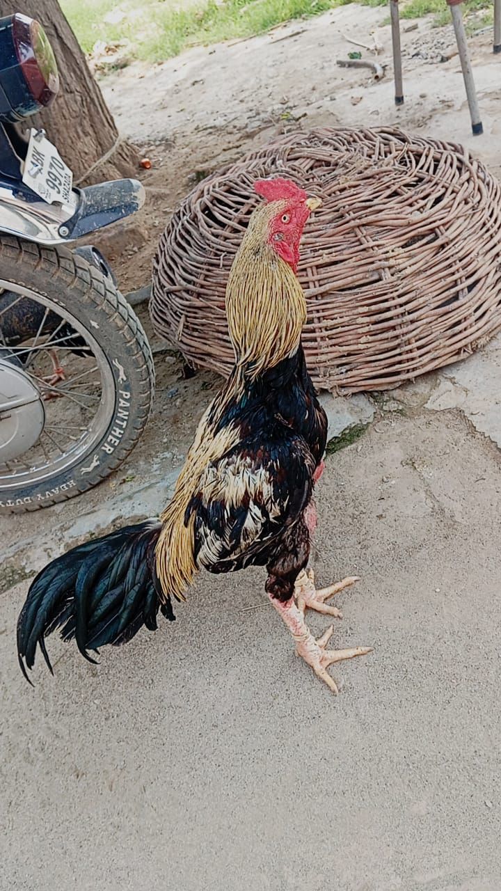 Aseel murga