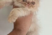Persian kitten triple coated