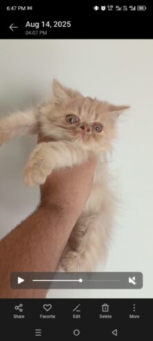 Persian kitten triple coated