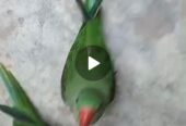 Ringneck parrot