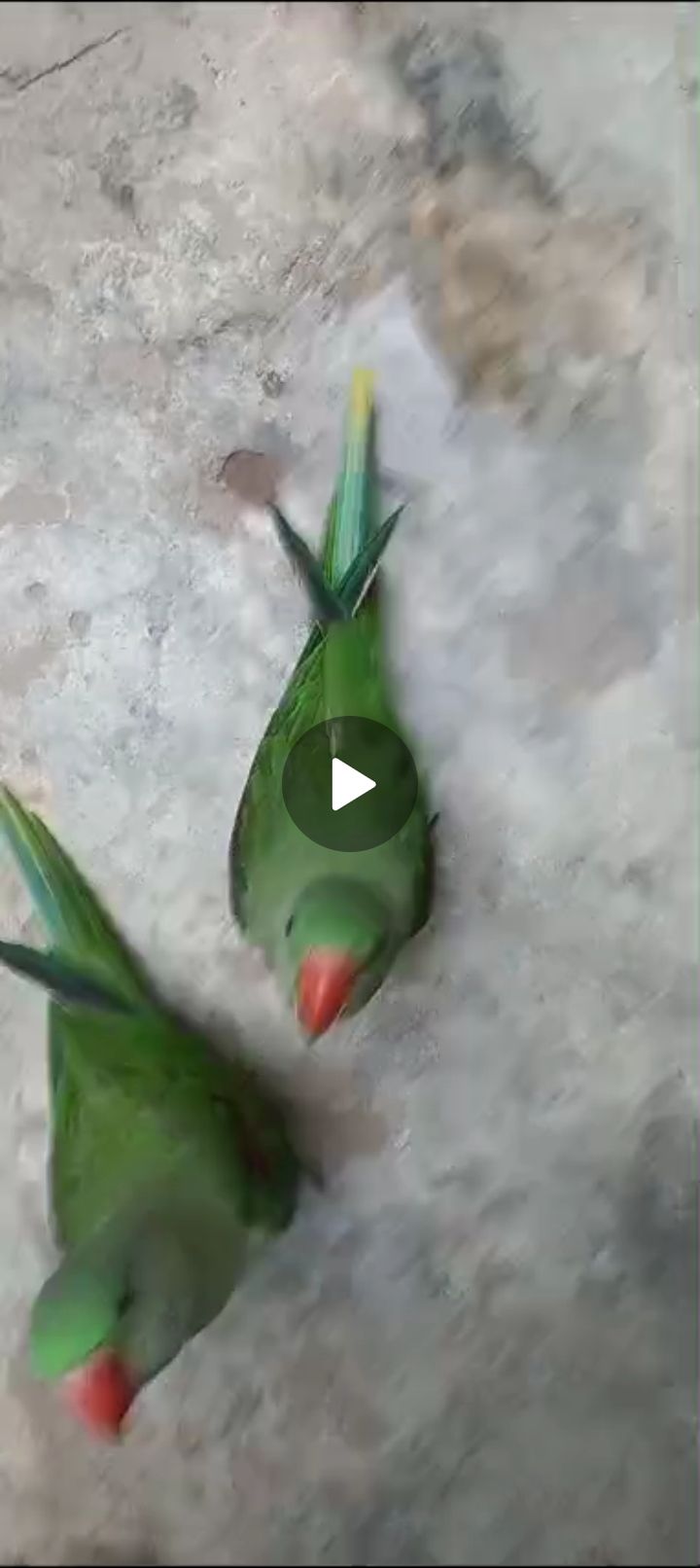 Ringneck parrot