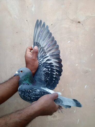 400 GPS Played Female Importad Bloodline KSA Mother And Father Played 700 GPS On Peace Loft Seson 2025 First Postion 700 GPS In JRPC Club This Female First Seson Played Race 400 GPS in KRPC Club In Postion 10 More Details Come In Whatsapp Location Jhang Punjab