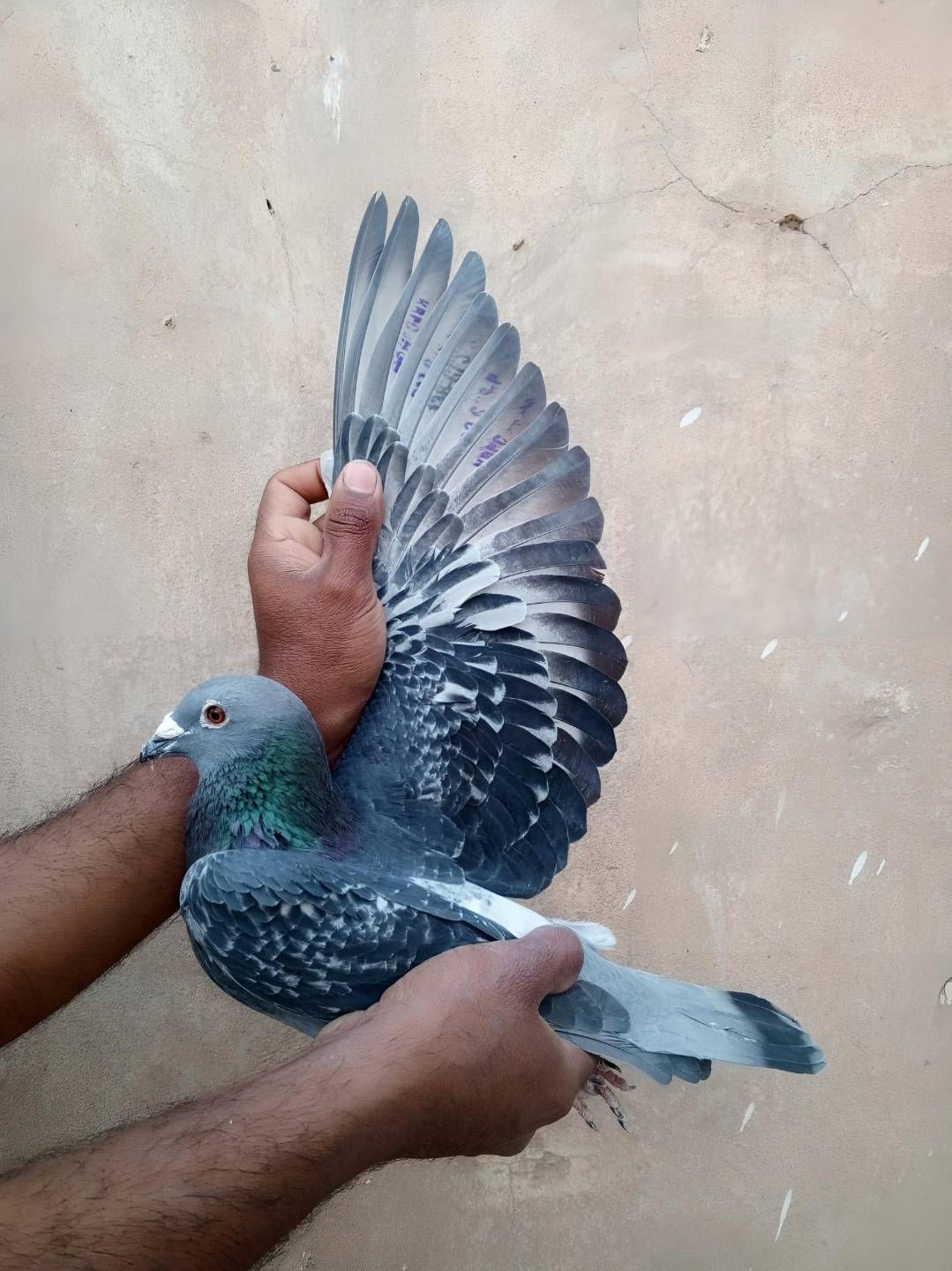 400 GPS Played Female Importad Bloodline KSA Mother And Father Played 700 GPS On Peace Loft Seson 2025 First Postion 700 GPS In JRPC Club This Female First Seson Played Race 400 GPS in KRPC Club In Postion 10 More Details Come In Whatsapp Location Jhang Punjab