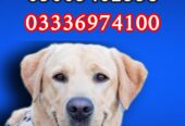 Army dog center sindh 03005462358_03010417477