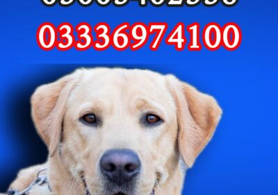 88e54afd-c500-44a3-a06e-5966bd927b22
