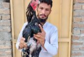 Lassani breeder