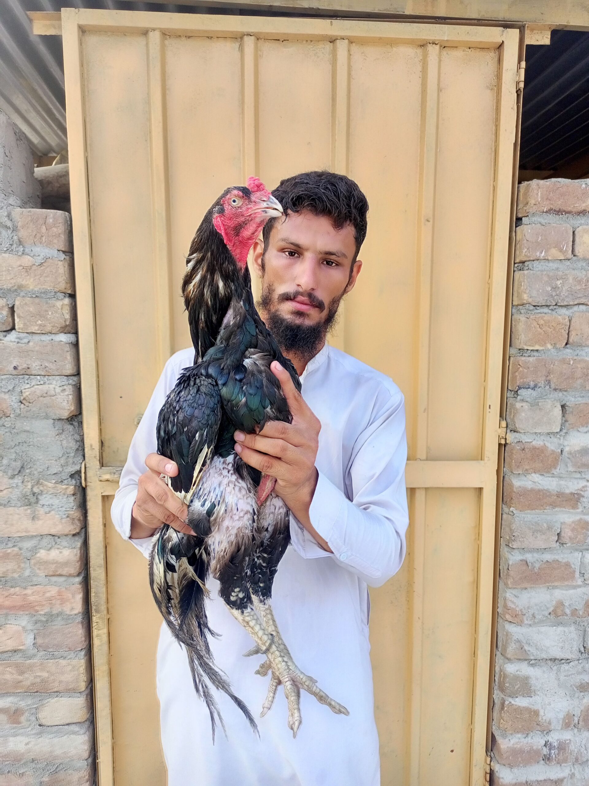 Lassani breeder