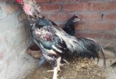 Miyawali aseel murga available for sale