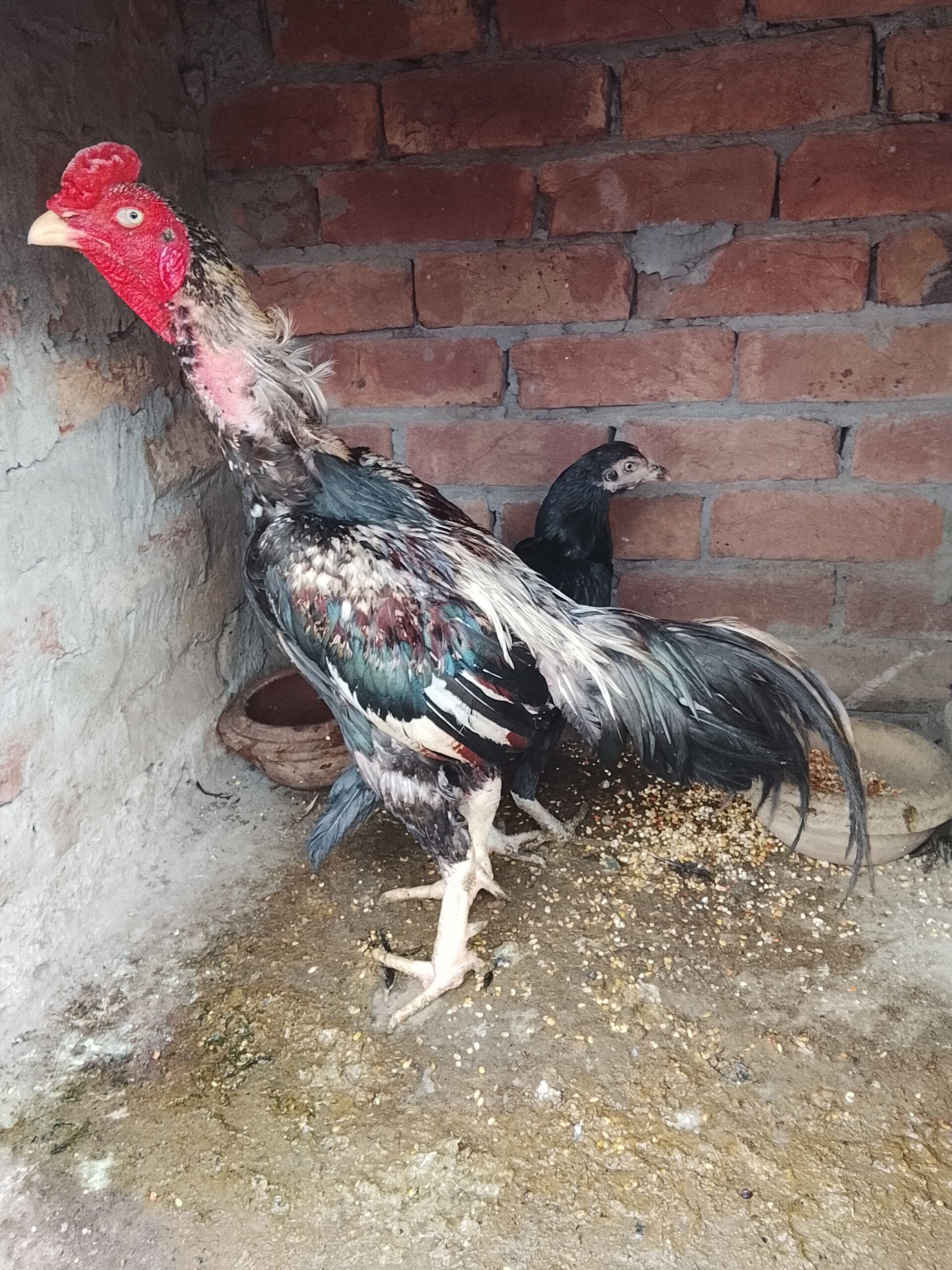 Miyawali aseel murga available for sale
